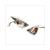 BLINKER PEUGEOT SPEEDFIGHT2 LEXUS HINTEN SATZ