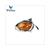 BLINKER KYMCO PEOPLE 99-00  L.V. CE