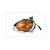 BLINKER KYMCO PEOPLE 99-00  R.V. CE